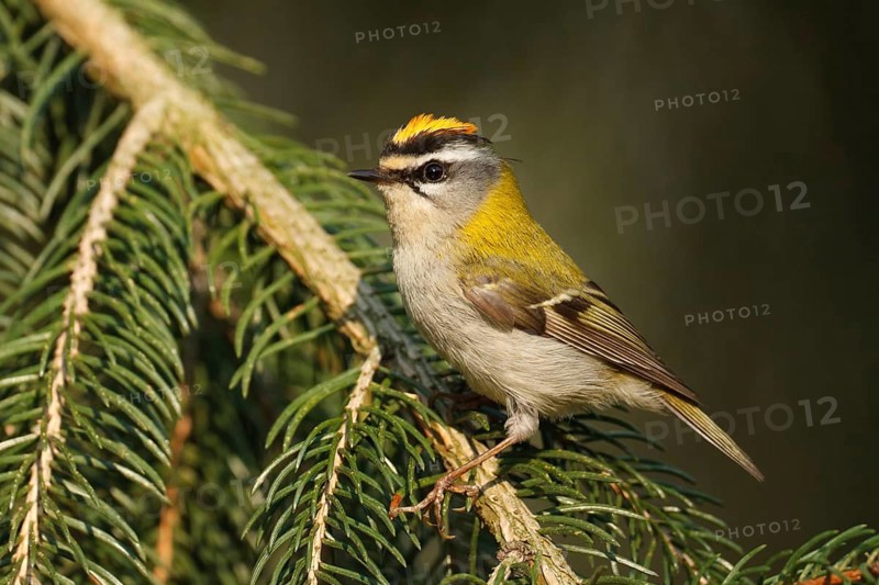 Common Firecrest (Regulus ignicapilla), Baden-Wuerttemberg, Germany, Europe