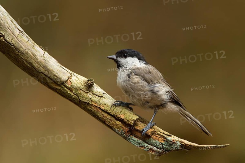 Marsh Tit (Poecile palustris), Utrecht, Netherlands