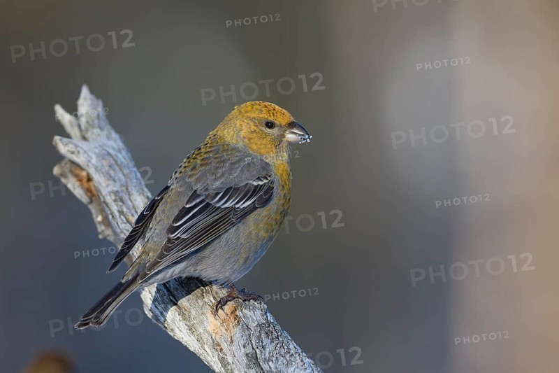 Pine Grosbeak - Hakengimpel - Pinicola enucleator, Finland, Europe