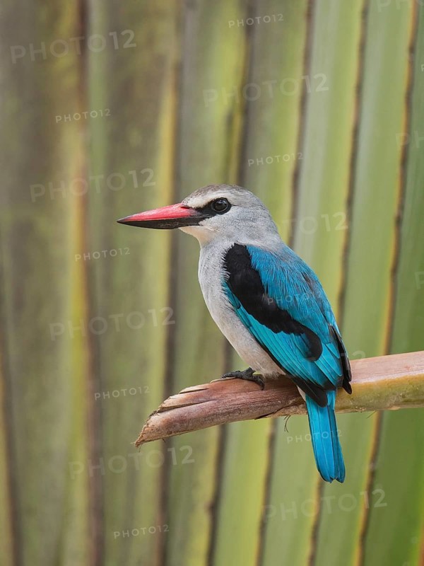 Woodland Kingfisher (Halcyon senegalensis), Uganda, Africa