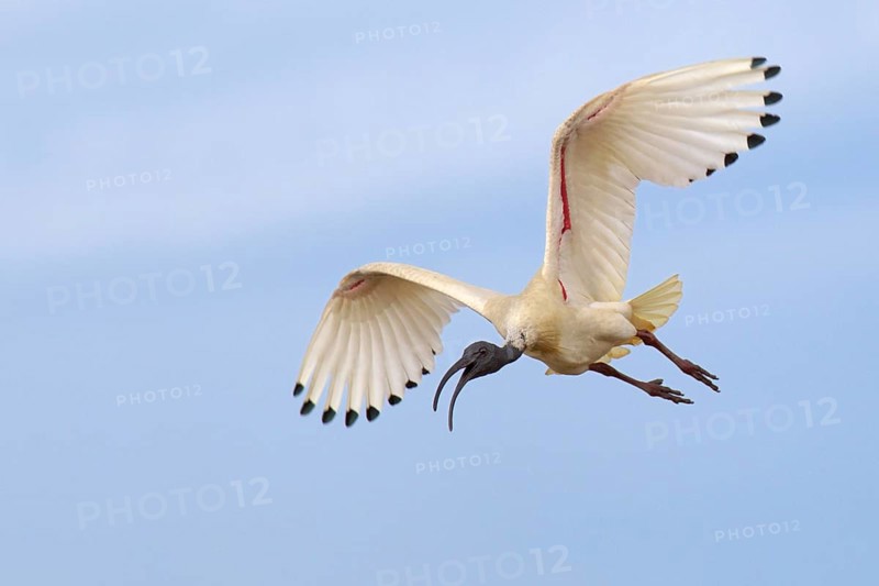 Australian White Ibis (Threskiornis molucca) flying, Victoria, Australia, Oceania