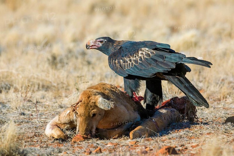 Wedge-tailed Eagle (Aquila audax) feeding on Red kangaroo (Macropus rufus) carrion, South Australia, Australia, Oceania