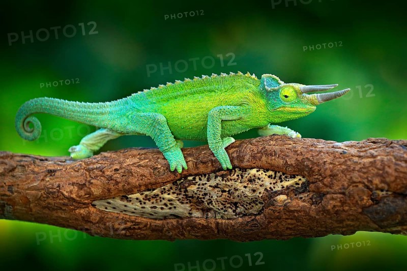 Jackson's Chameleon, Trioceros jacksonii, sitting on the branch in forest habitat. Exotic beautiful endemic green reptile with long tail from Madagascar. Wildlife scene from nature