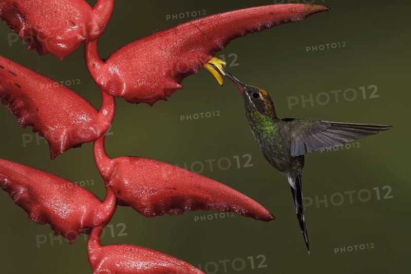 White-whiskered Hermit (Phaethornis yaruqui), Ecuador, South America