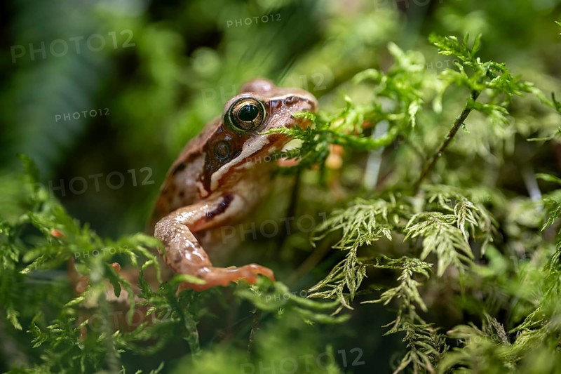 Grass frog (Rana temporaria) in moss, close-up, Tyrol, Austria, Europe