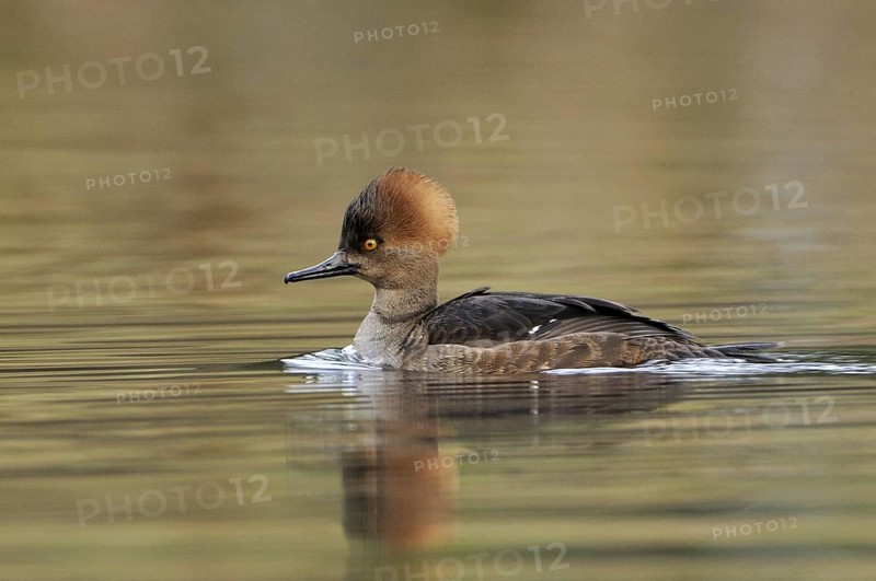 Hooded Merganser (Lophodytes cucullatus) female, British Columbia, Canada, North America