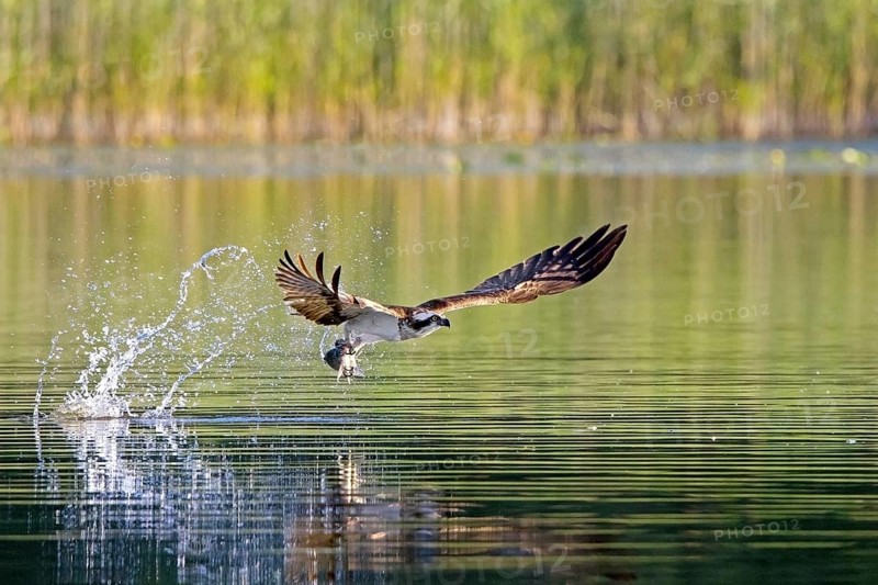 Western osprey (Pandion haliaetus) catching fish in its talons from water surface of lake in summer