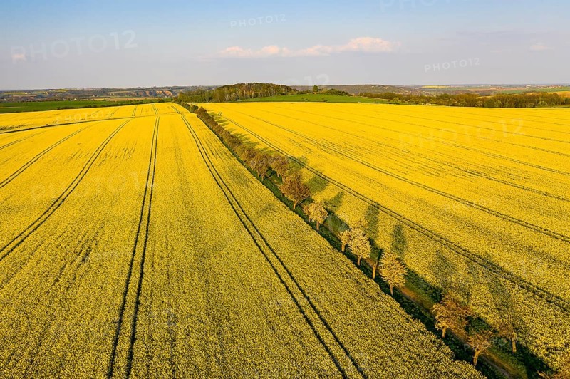 Alley with blossoming fruit trees between rape fields, aerial view in evening light, Wölkisch, Diera-Zehren, Saxony, Germany, Europe
