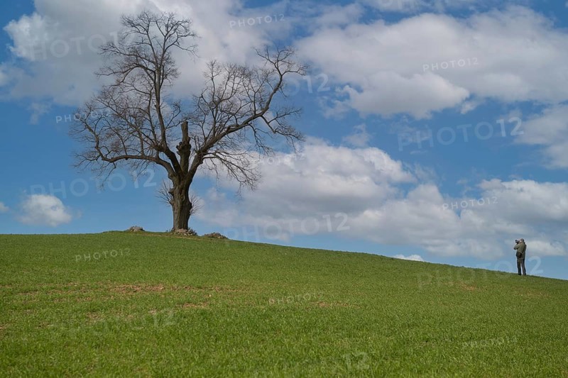 Solitary standing oak tree on a hill of a field with photographer, Schorfheide, Brandenburg, Germany, Europe