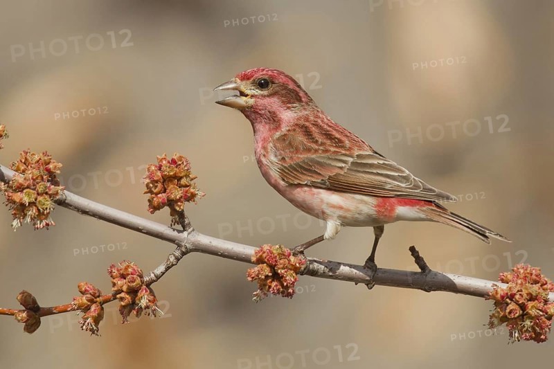 Purple Finch (Haemorhous purpureus) male singing, Ohio, USA, North America