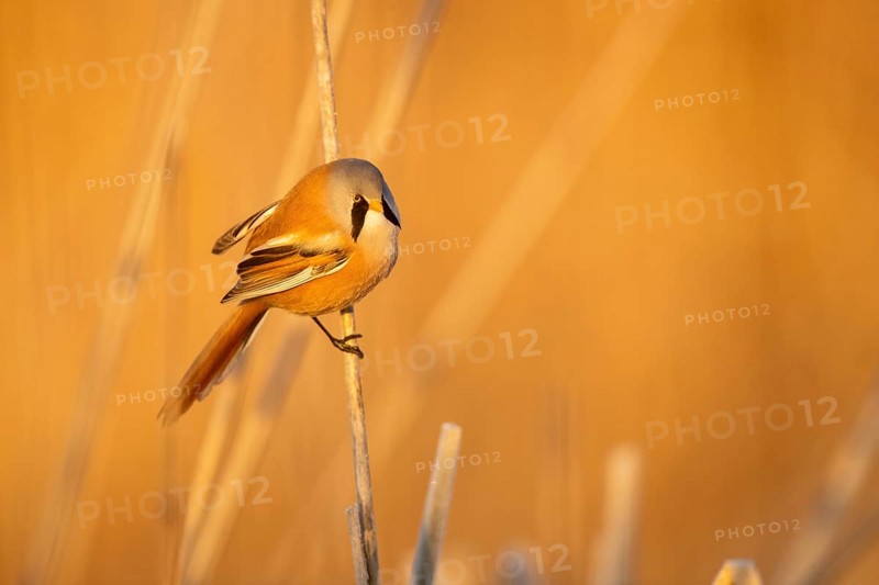 Bearded Reedling (Panurus biarmicus) male in reeds, Castile-La Mancha, Spain, Europe