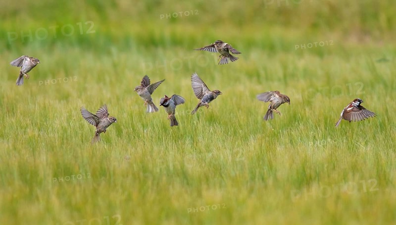 House Sparrow (Passer domesticus), flock in flight over cereal field, Seahouses, United Kingdom, Europe