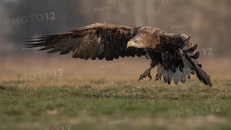 White-tailed Eagle (Haliaeetus albicilla) subadult flying, Subotica, Hungary, Europe