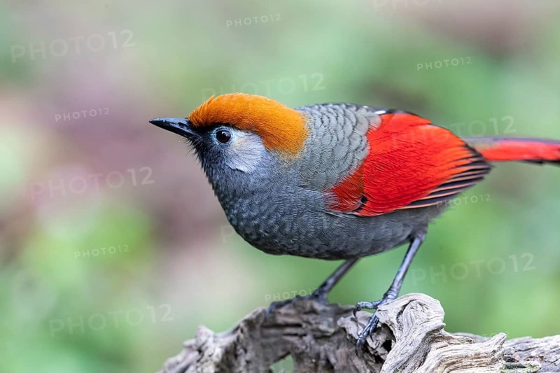 Red-tailed Laughingthrush (Trochalopteron milnei sharpei), Yunnan, China, Asia