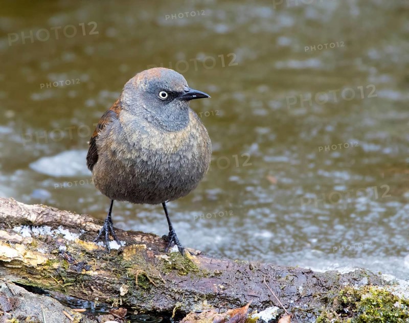 Rusty Blackbird, Euphagus carolinus, in winter plumage, perched at a pond in Saskatoon, Saskatchewan