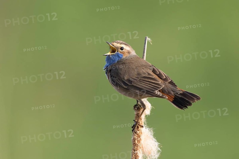 Bluethroat (Luscinia svecica cyanecula) male singing from cattail, Netherlands