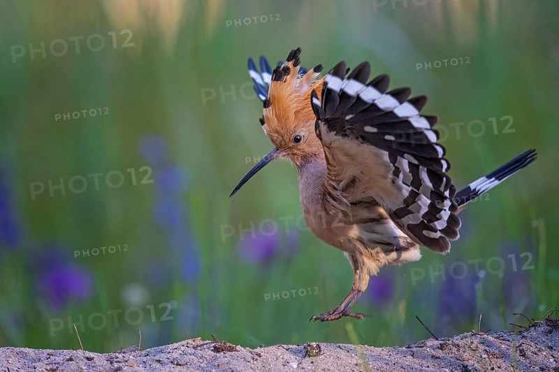 Eurasian Hoopoe (Upupa epops) flying, Saxony, Germany, Europe