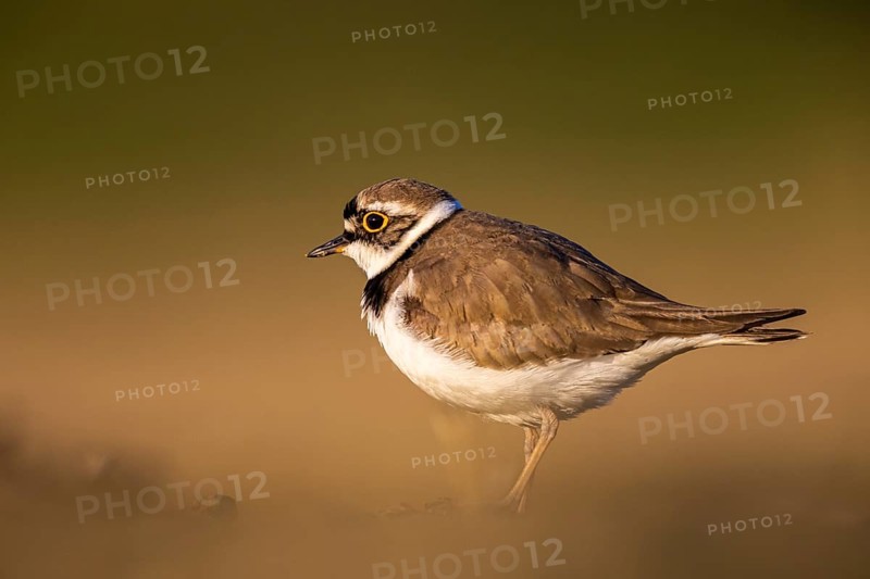 Little Ringed Plover (Charadrius dubius), North Rhine-Westphalia, Germany, Europe