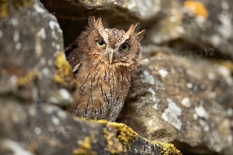 Tropical Screech Owl (Megascops choliba) captive, juvenile, Germany, Europe