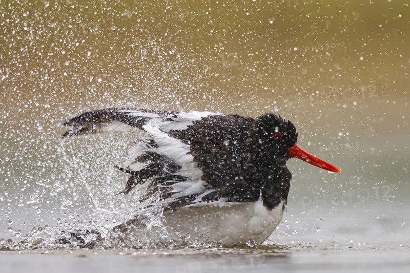 Eurasian Oystercatcher (Haematopus ostralegus) bathing, North Rhine-Westphalia, Germany, Europe