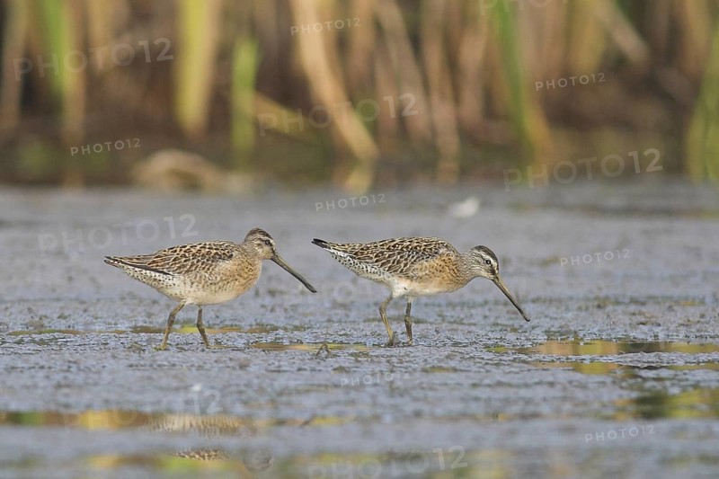 Short-billed Dowitcher (Limnodromus griseus), Ontario, Canada, North America