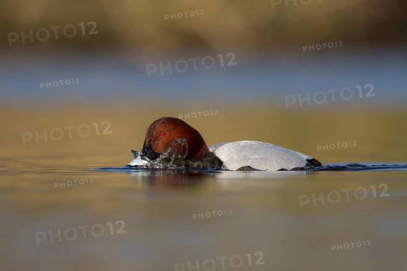 Common Pochard (Aythya ferina) male, Utrecht, Netherlands