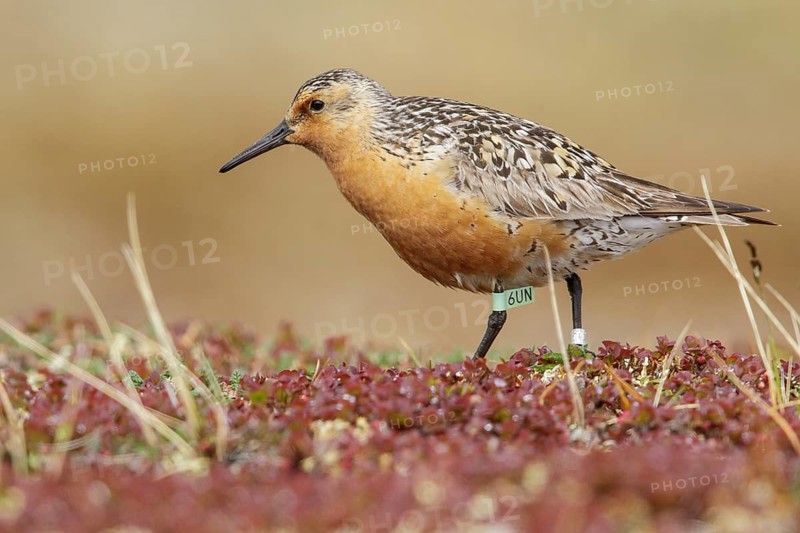 Red Knot (Calidris canutus) perched on the tundra in Nome, Alaska