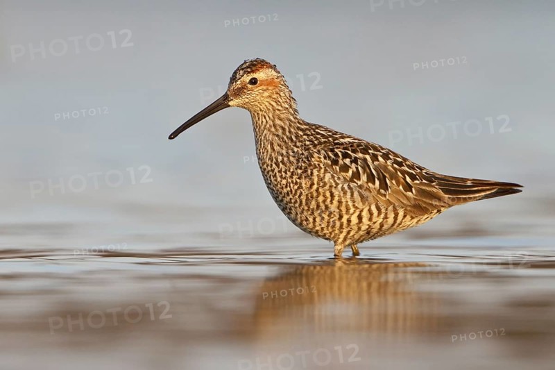 Stilt Sandpiper (Calidris himantopus), Manitoba, Canada, North America