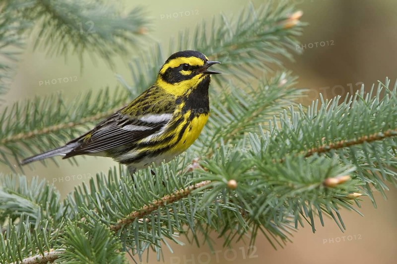 Townsend's Warbler (Setophaga townsendi) singing, British Columbia, Canada, North America