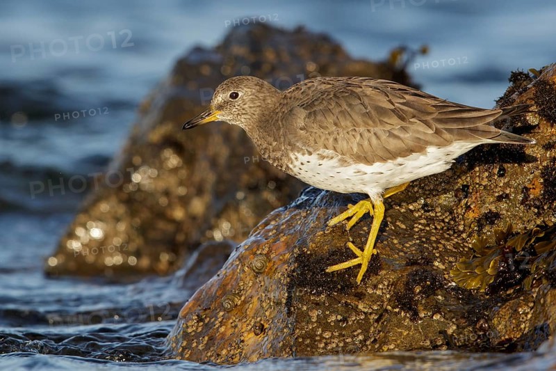 Surfbird (Aphriza virgata) feeding along the shoreline in Victoria, BC, Canada, North America