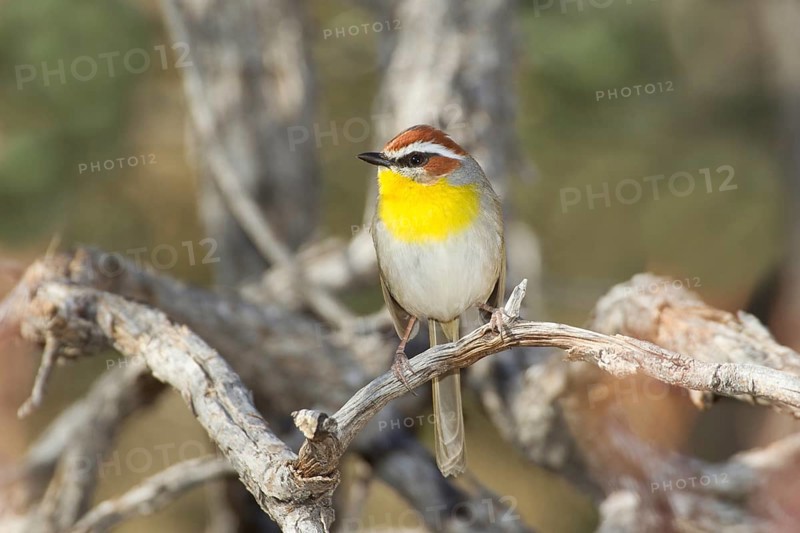 Rufous-capped Warbler Basileuterus rufifrons Santa Rita Mountains, Pima County, Arizona, United States 30 December Adult Parulidae