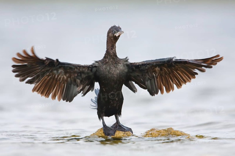 Pygmy Cormorant (Microcarbo pygmeus), Croatia, Europe