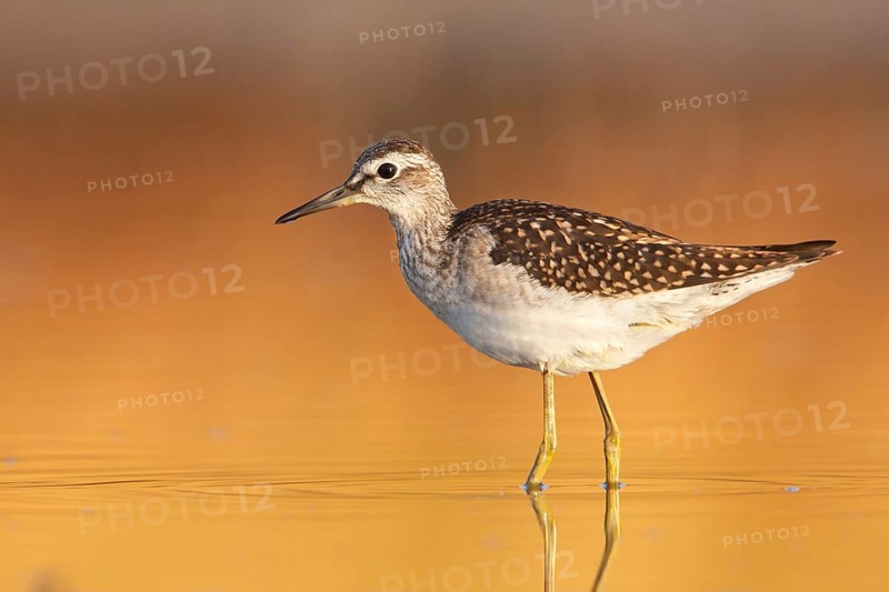 Wood Sandpiper (Tringa glareola), Greece, Europe