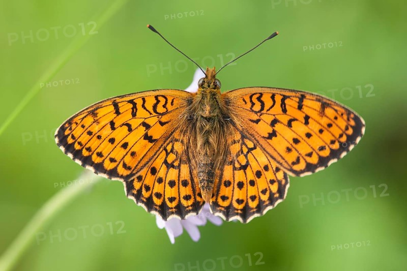 Brenthis hecate - Twin-spot Fritillary - Saumfleck-Perlmuttfalter, Croatia, imago, Europe