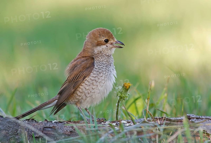 Red-backed Shrike (Lanius collurio) female calling on ground, Aosta Valley, Italy, Europe