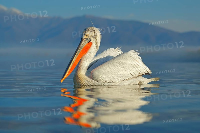Bird landing to the blue lake water. Bird fly. Dalmatian pelican, Pelecanus crispus, landing in Lake Kerkini, Greece. Pelican with open wings. Wildlife scene from European nature