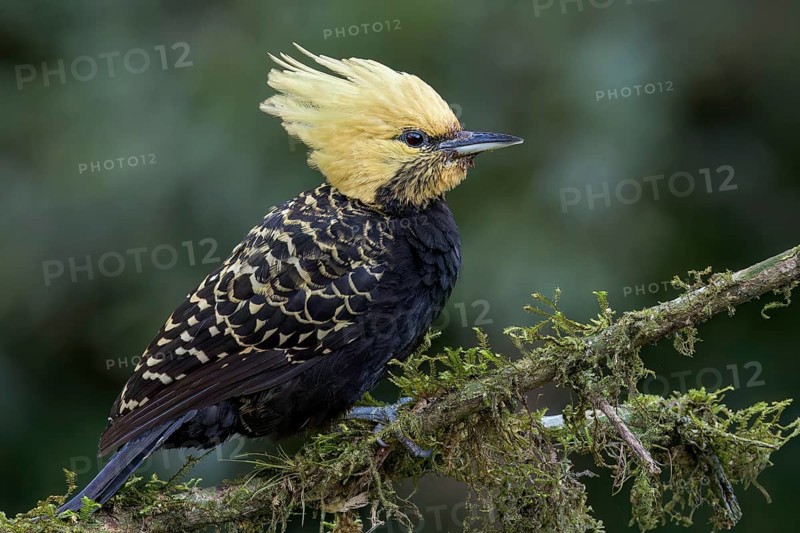 Blond-crested Woodpecker (Celeus flavescens) perched on a branch in the Atlantic Rainforest of Brazil