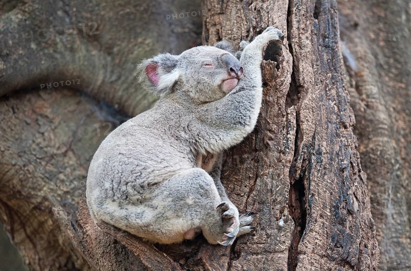 Koala (Phascolarctos Cinereous) resting on a tree, Brisbane, Queensland, Australia, Oceania