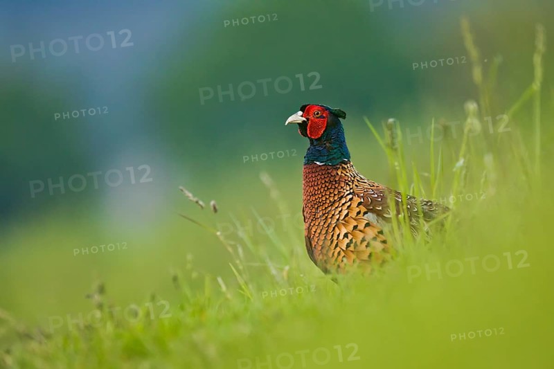 Common Pheasant (Phasianus colchicus) male, Bavaria, Germany, Europe