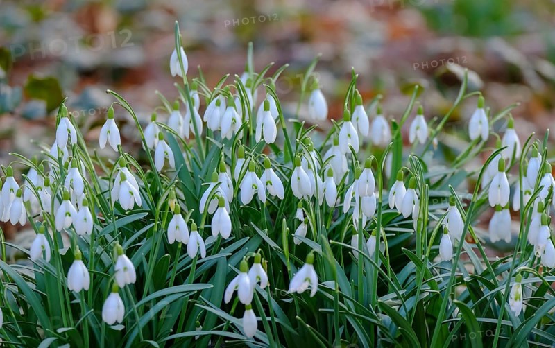 Snowdrops (Galanthus), Southern Palatinate, Rhineland-Palatinate, Germany, Europe