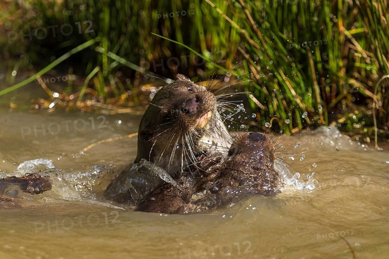 An otter playing violently in the water with a splash fountain, European otter (Lutra lutra), Germany, Europe