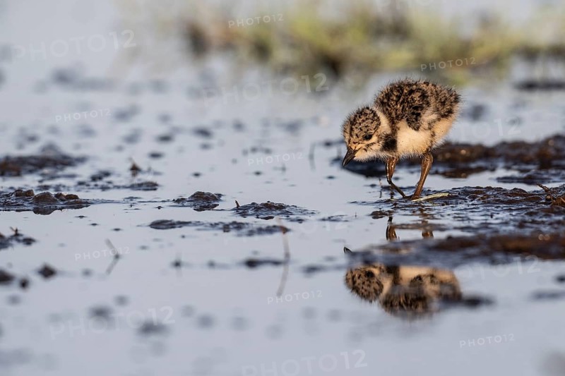 Young lapwing (Vanellus vanellus), Lower Saxony, Germany, Europe