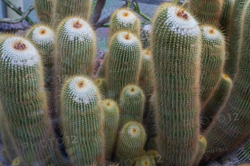 Cacti (Micranthocereus strecker), Botanical Garden Erlangen, Middle Franconia, Bavaria, Germany, Europe