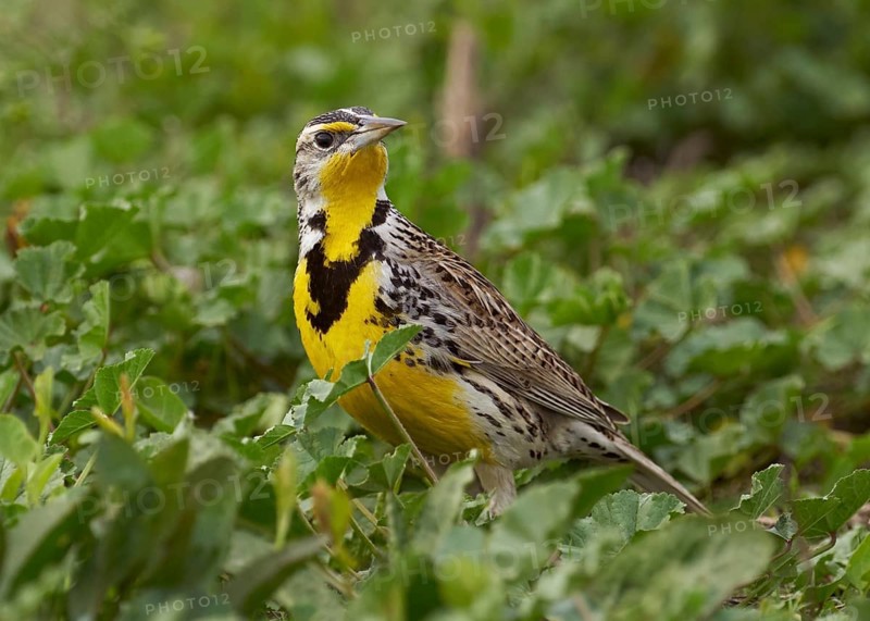 Western Meadowlark (Sturnella neglecta)