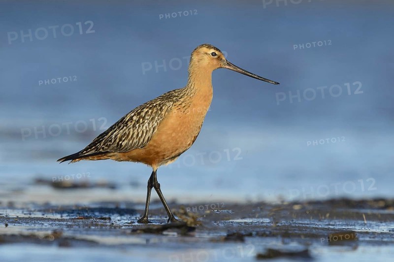 Bar-tailed Godwit (Limosa lapponica), Alaska, USA, North America