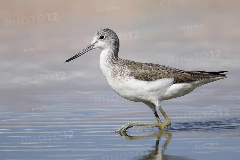 Common Greenshank (Tringa nebularia), Gambia, Africa