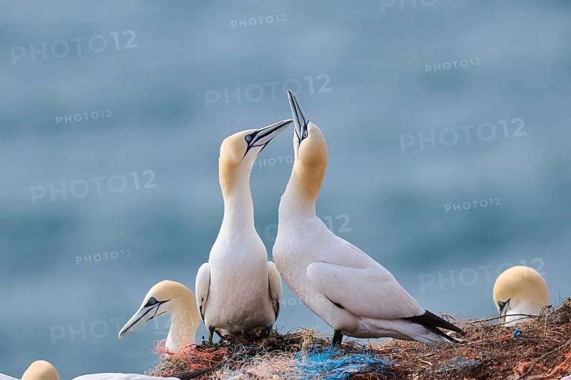 Northern gannet (Morus bassanus) greet each other with their beaks in the colony, at sunset, wildlife, Helgoland, Germany, Europe