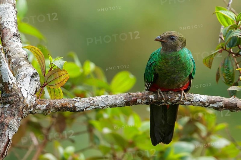 Golden-headed Quetzal (Pharomachrus auriceps) perched on a branch in the Andes Mountains of Colombia