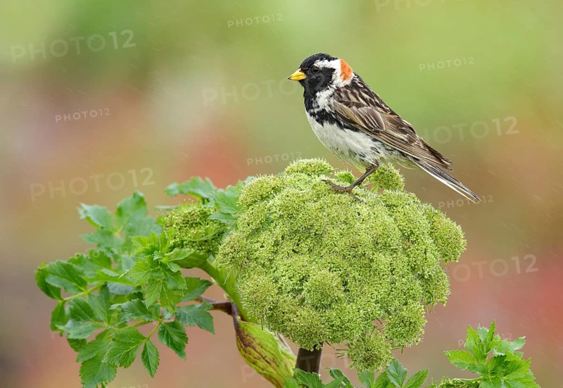 Lapland Longspur (Calcarius lapponicus) male on plant, Alaska, USA, North America
