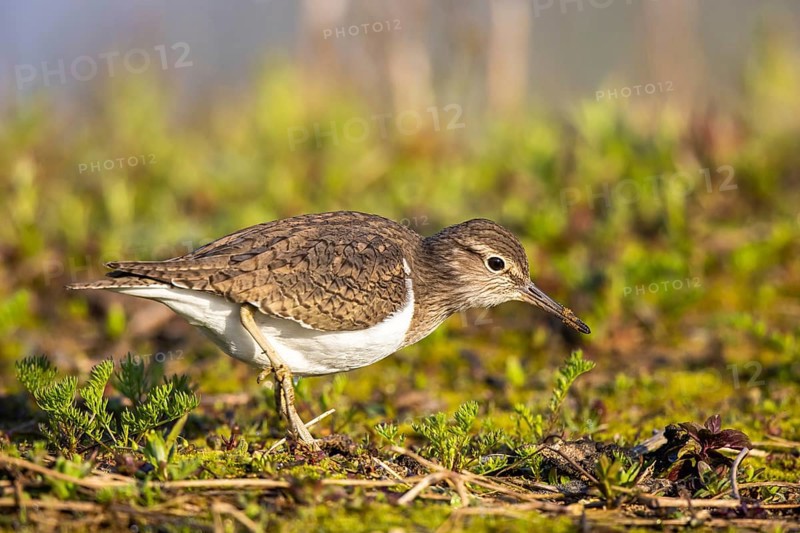 Common Sandpiper (Actitis hypoleucos), North Rhine-Westphalia, Germany, Europe